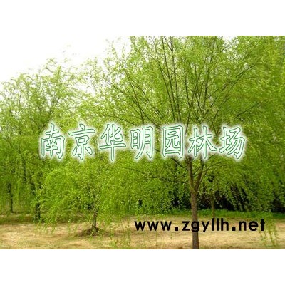 高桿女貞(冬青、大葉女貞)
