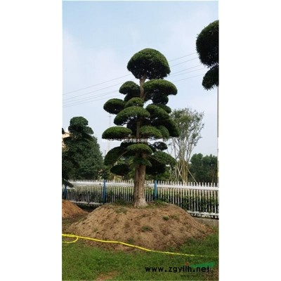直徑10公分桂花樹多少錢一棵？12公分桂花價格查詢15公分桂花樹要長多久？湖南桂花圖片動態