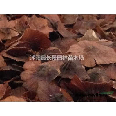 桂花種子價格,哪里有賣的？