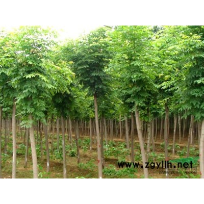 桂花價格，桂花樹價格，苗圃桂花報價