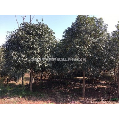 騰地處理5-13的桂花1000株左右，3月20日截止