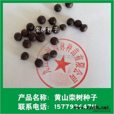 大葉女貞小苗供應/大葉女貞小苗圖片
