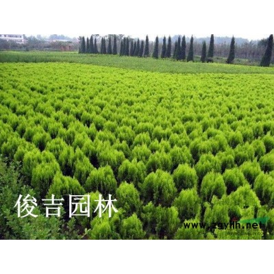 工程綠化苗木，大葉女貞，大葉冬青樹1-15公分