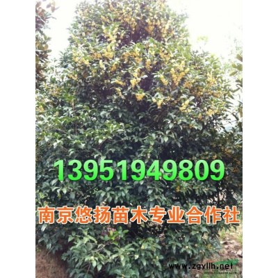大葉女貞，高桿女貞，南京悠揚(yáng)苗木合作社大葉女貞基地