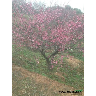 桂花