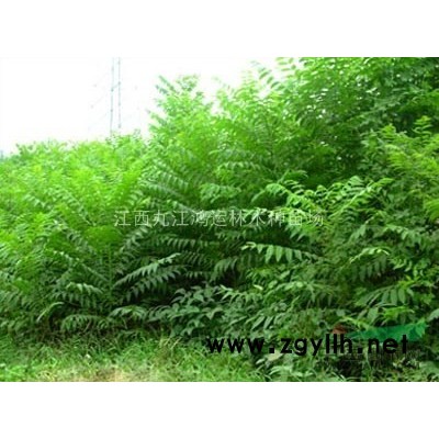 桂花種子 江西桂花種子價(jià)格優(yōu)惠 種子基地