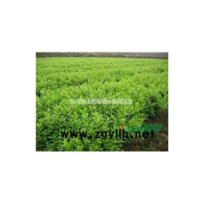 浙江蕭山供應供應桂花