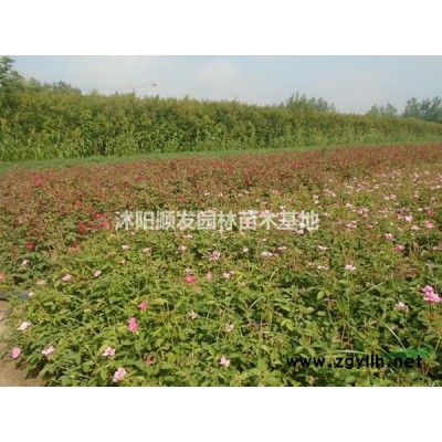 江蘇供應桂花樹行情報價-圖片展示-產地直銷-規格*