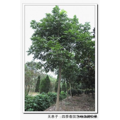 浙江大葉女貞(冬青) 嘉興大葉女貞 平湖大葉女貞 全冠女貞 女貞價格 女貞批發