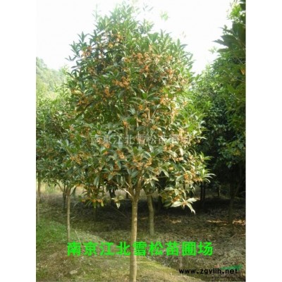 12公分桂花樹價格，桂花價格報價