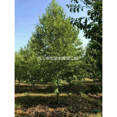 10公分桂花價格，江西桂花出售，桂花基地