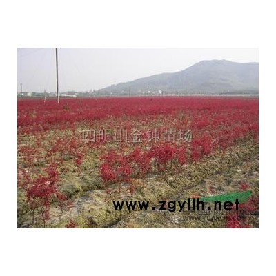 優(yōu)質(zhì)特價桂花 浙江桂花 嵊州桂花 產(chǎn)地直銷