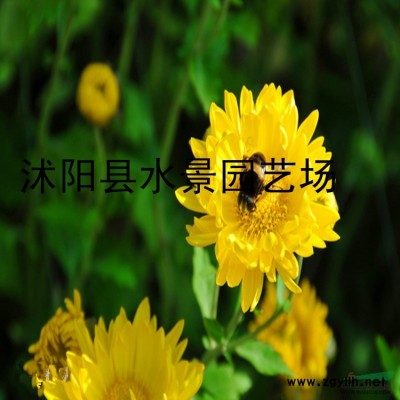 供應大葉女貞
