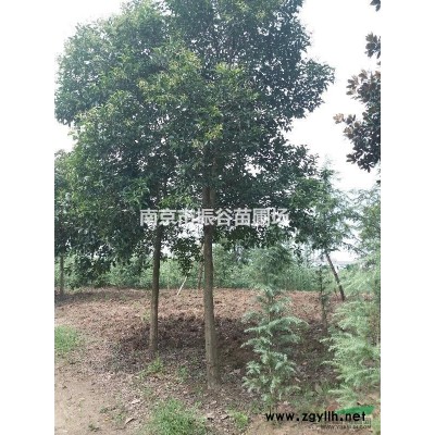 南京地區(qū)供應13公分精品大葉女貞