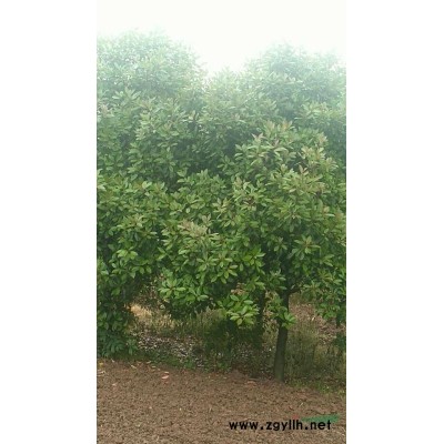 河南桂花 駐馬店桂花樹 河南桂花農戶批發(fā)/供應