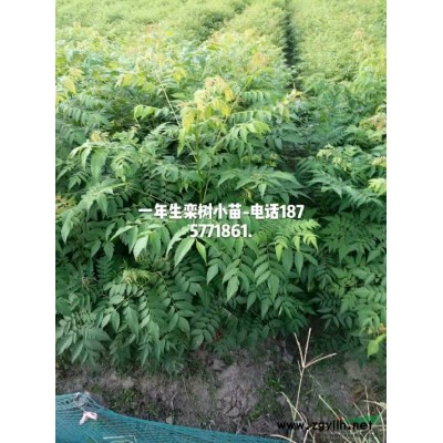 供應，2~4公分，桂花