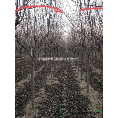 叢生大葉女貞/江蘇地區(qū)大葉女貞價格/女貞回去