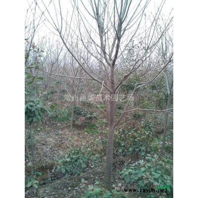 常州苗木基地供應大葉女貞/高桿女貞行情價格/榆葉梅苗圃報價