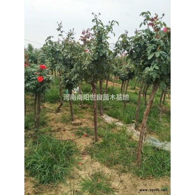 河南大葉女貞價格/報價