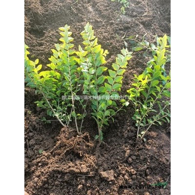 叢生桂花　地籠子桂花　低分枝桂花　叢生桂花價格　叢生桂花行情　叢生桂花市場行情　成都叢生桂花　叢生桂