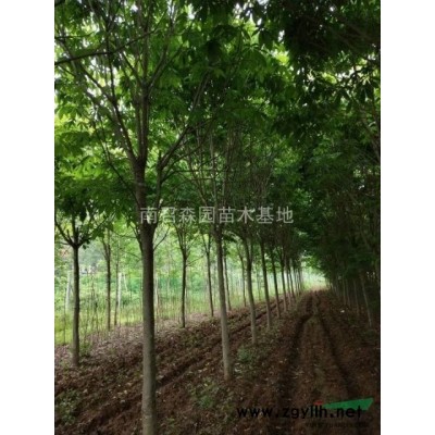 河南南陽(yáng)供應(yīng)大小規(guī)格大葉女貞