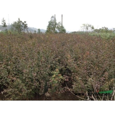 江西九江桂花小苗種子優(yōu)質(zhì)出售，值得信賴