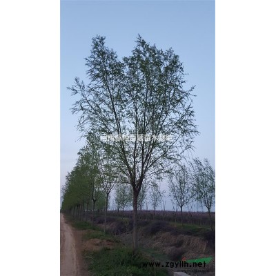 桂花-河南桂花-桂花基地-照型桂花-桂花哪里便宜-基地直銷精品桂花
