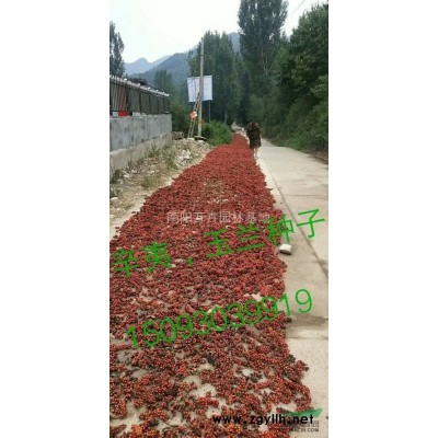 河南大葉女貞基地！供應2/3/4/5/6公分大葉女貞