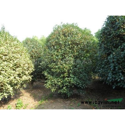 精品桂花圖片\精品桂花報(bào)價(jià)