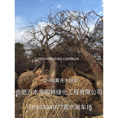 安徽地區(qū)桂花2米到6米供應(yīng)