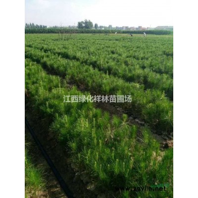 哪里的大葉女貞小苗價廉物美？江西大葉女貞小苗供應