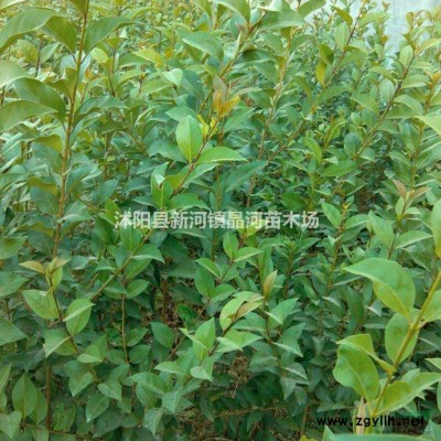 大葉女貞價(jià)格 大葉女貞江蘇基地 大葉女貞繁殖方法及栽培技術(shù)