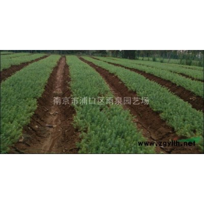 桂花基地，桂花價(jià)格，南京價(jià)格農(nóng)戶價(jià)格。