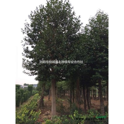 供應湖南杜英；杜英供應；杜英樹，杜英價格，移植杜英