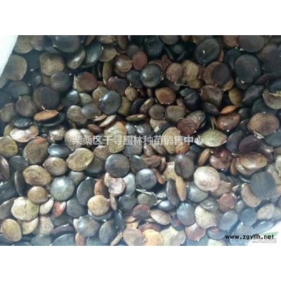 江西桂花小苗基地供應，桂花小苗一棵8毛錢
