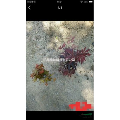供應重陽木要，馬褂木，杜英10-20公分