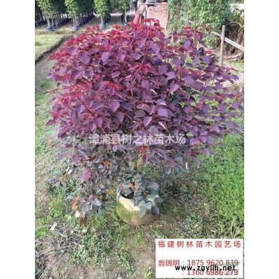 福建供應全冠桂花2規格*