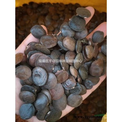 杜英種子，江西杜英種子，九江杜英種子，杜英小苗0.5元/棵