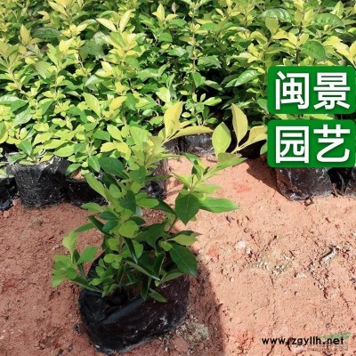 紅背桂 紅背桂花 高30  福建漳州閩景園藝場