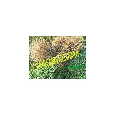 大葉女貞  紅葉李  紫薇 木槿 西府海棠 黃金槐  垂柳