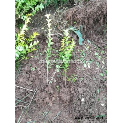 桂花樹基地 桂花樹10公分價(jià)格 生長環(huán)境及品種分類量大優(yōu)惠