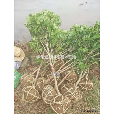優(yōu)質(zhì)特價(jià)桂花產(chǎn)地直銷