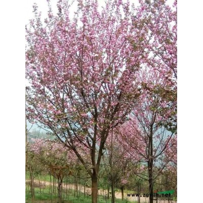成都地區(qū)供應(yīng)桂花