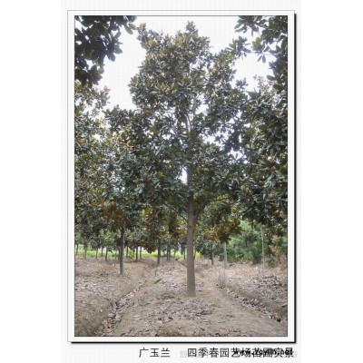 浙江桂花(金桂) 嘉興桂花 平湖桂花 精品桂花 桂花價格 八月桂 金桂