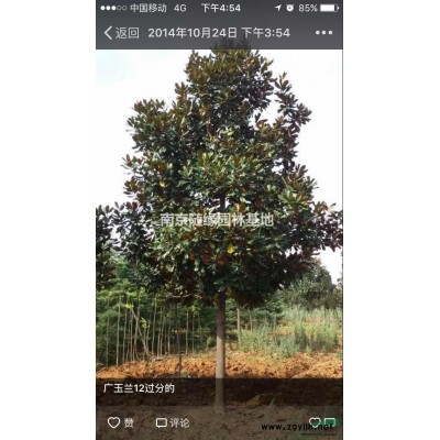 供應(yīng)/桂花樹價格報價是多少，桂花樹價格報價參考