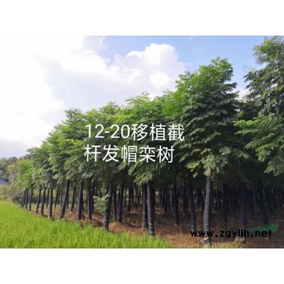 桂花四季桂八月桂月月桂丹桂 湖南益陽(yáng)迎風(fēng)橋木子苗木 一手貨源
