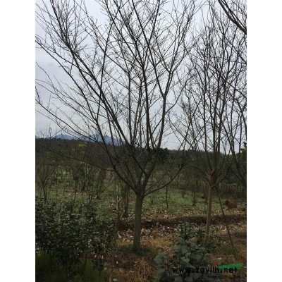 桂花 獨本金桂  精品苗