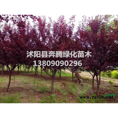 雜交馬褂木價(jià)格_雜交馬褂木產(chǎn)地_雜交馬褂木綠化苗木苗圃基地