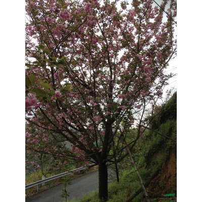 櫻花、海棠、紅楓大量低價供應