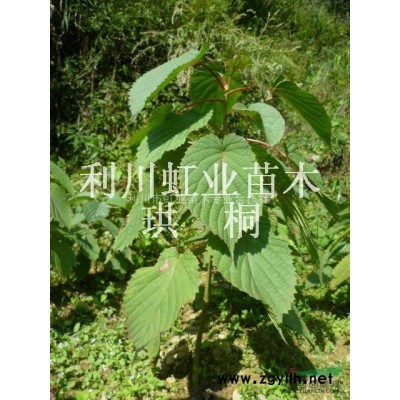 湖北利川造林綠化用馬褂木（又名鵝掌楸）